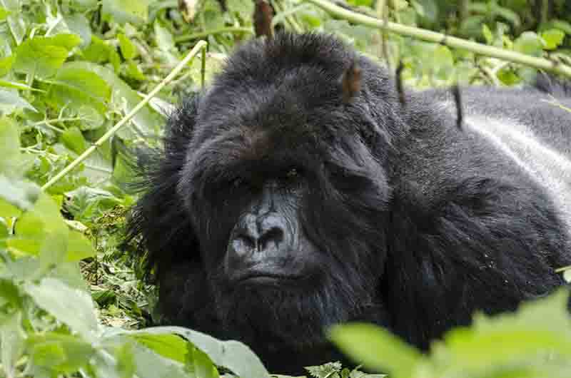 Gorila - selva de Virunga - parque nacional de los Volcanes - Ruanda 11.jpg